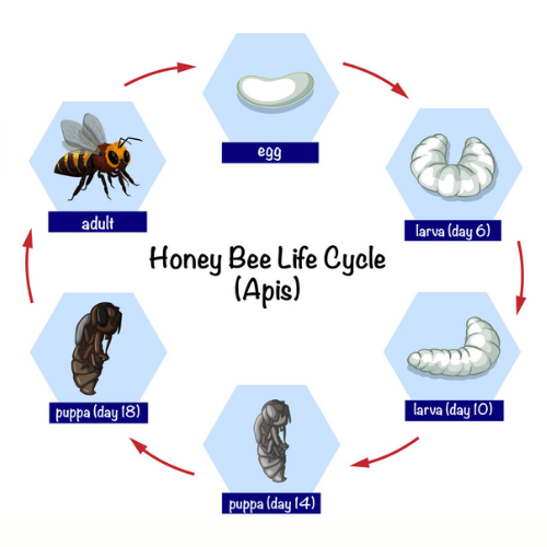 Life Cycle And Social Behaviour